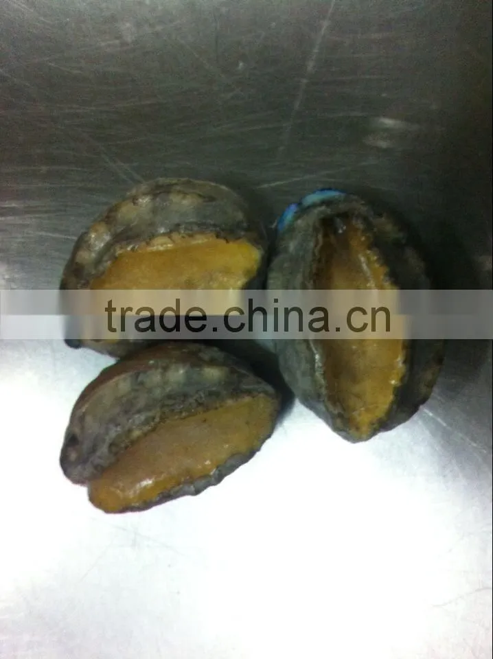 frozen abalone with shell for sale
