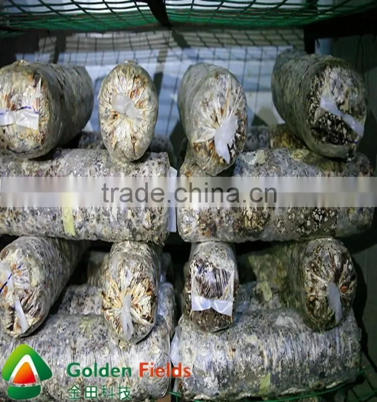 Hot Sale High Quality Cultivated Organic Dried Shiitake cultivation rods
