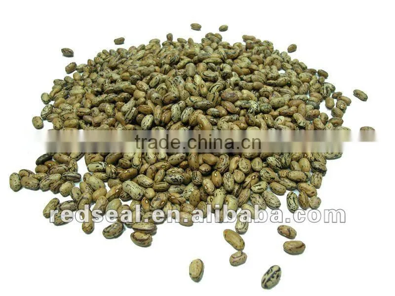 New crop dark red kidney beans