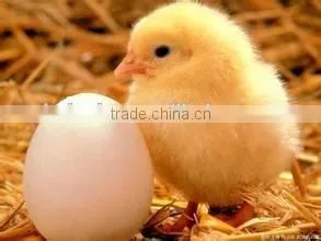 full automatic chicken egg incubator . best selling poultry hatching machine