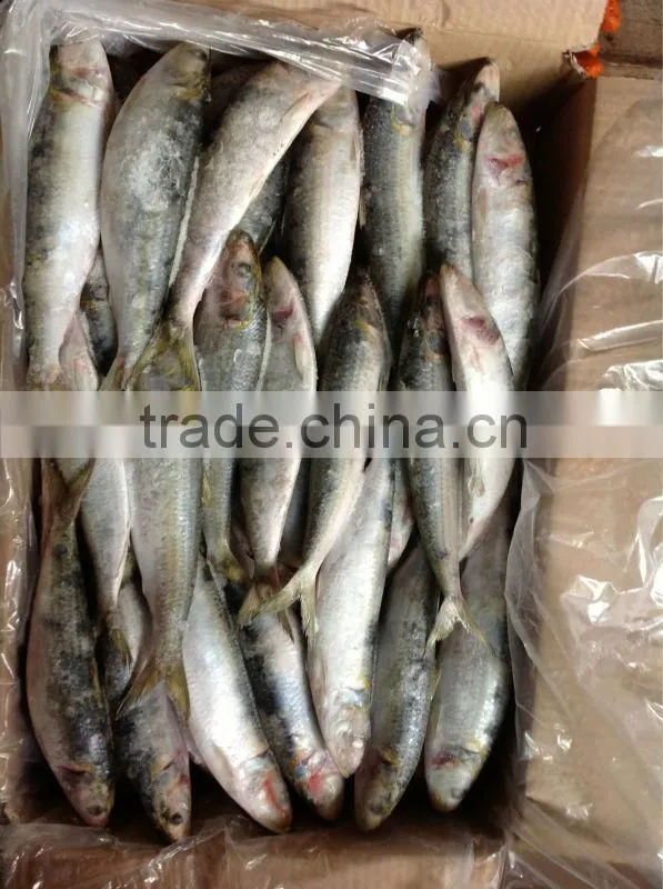 8-9pcs/kg Best Quality Frozen Sardine for Bait
