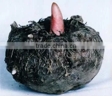 Purified Konjac Powder