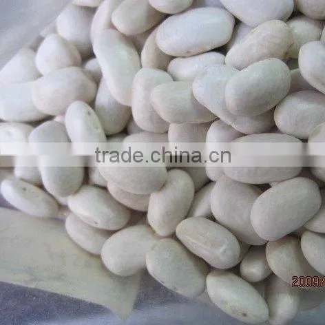 white kidney bean