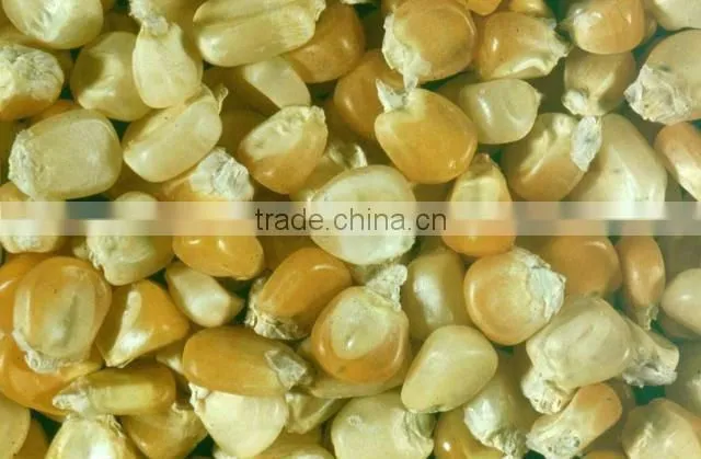 YELLOW MAIZE 100% HIGH QUALITY
