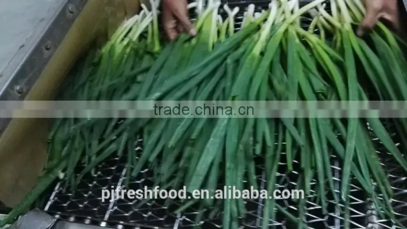 IQF Scallions
