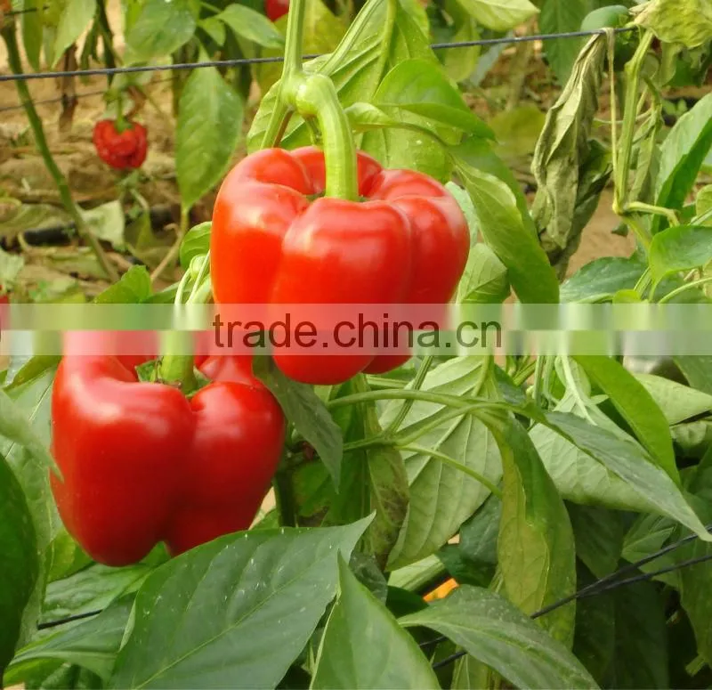 Color pepper ( GREEN - YELLOW - RED )