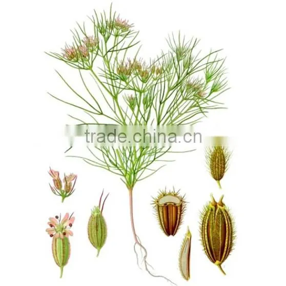 Export products cumin seed from alibaba premium market