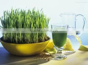 Weston Cast Iron Wheat Grass Juicer
