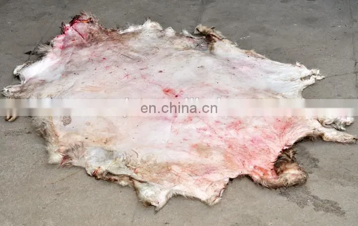 Stainless steel pig cow cattle sheep goat skin hair removal machine|mutton skin dehair machine in United States
