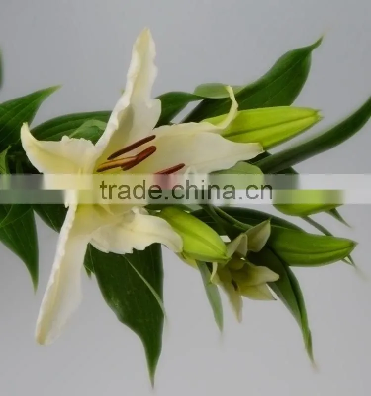 High grade siberia little lily flowers
