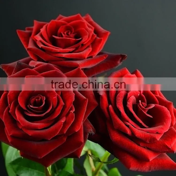 Alibaba china Crazy Selling china fresh black magic rose flower
