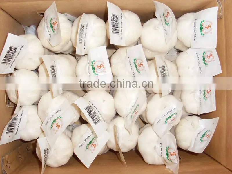 fresh garlic