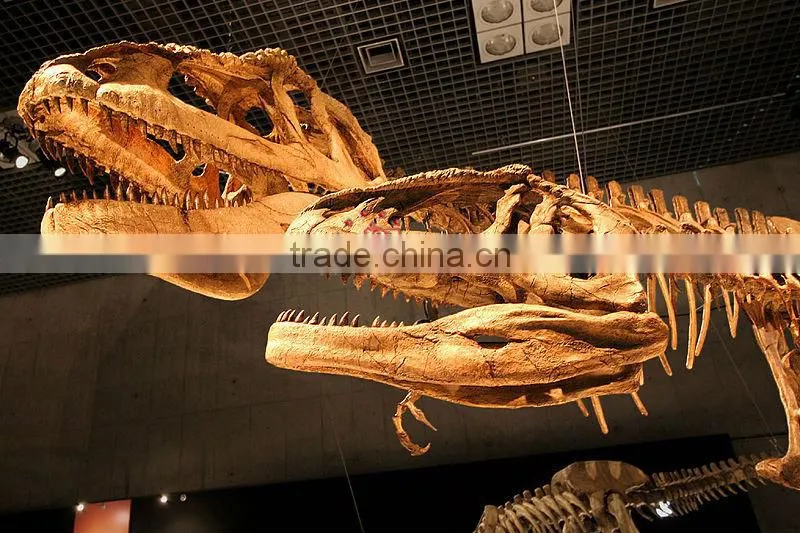 National Museum Quality High Simulaiton Dinosaur Skeleton