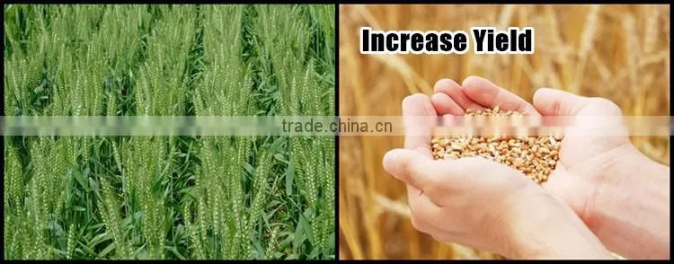 FAQ 33--Huminrich Potassium Humate Fertilizer Application On Plants
