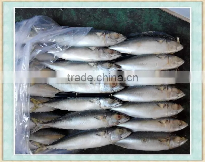 Frozen fish Mackerel price