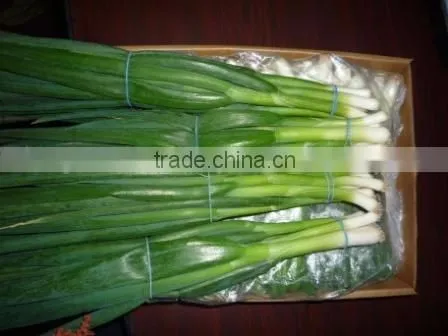 Spring Onion