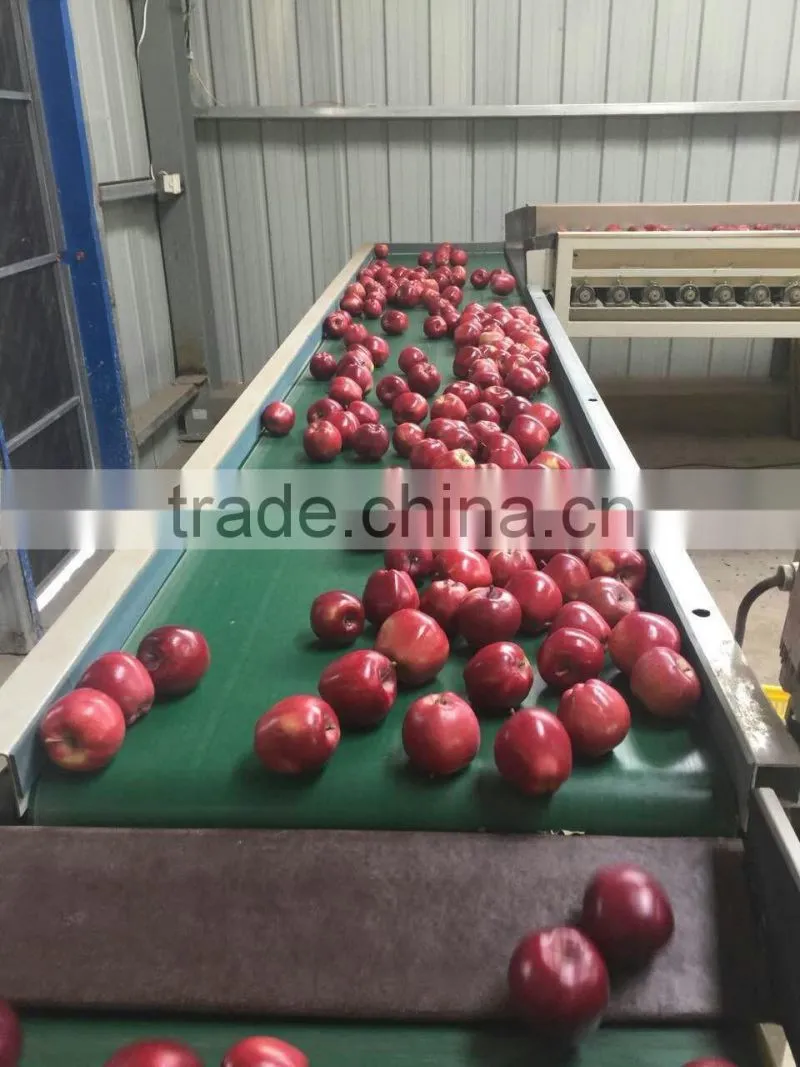 Pome fruit product type and fresh style red delicious apple fresh huaniu apple