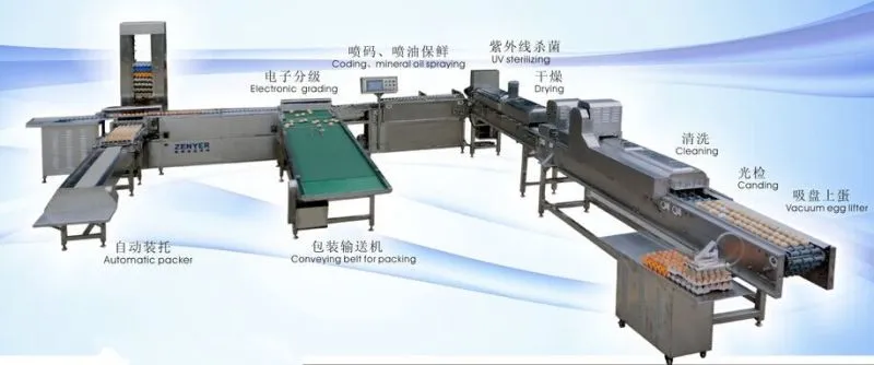 Egg Cleaning Sorting Packing Line