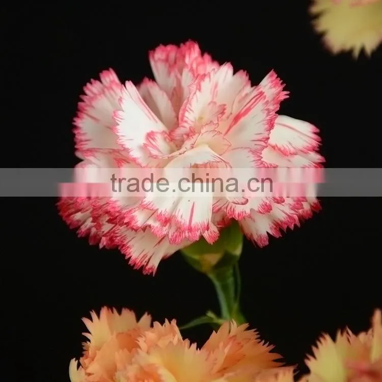 Special OEM fresh cut red pink carnations flowers