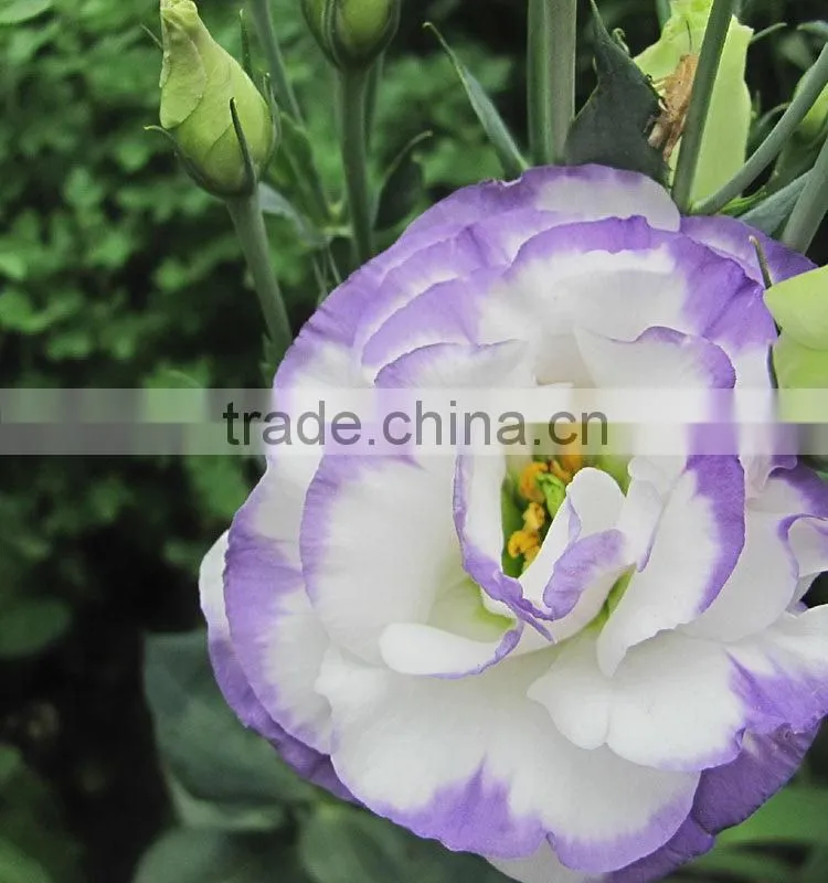 High quality hotsell factory direct export eustoma