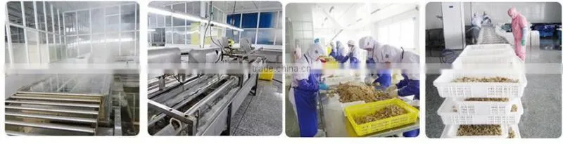 excellent quality original production area yellow peach
