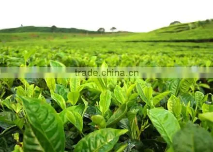 High quality best selling green tea from Vietnam
