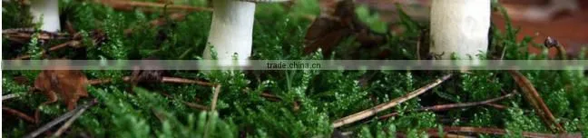 Hot sell Fresh Frozen Mushroom