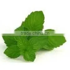 Spearmint Oil From KATYANI EXPORTS