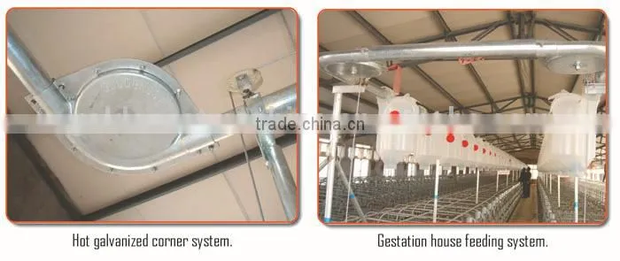 pig feeding equipments / automatic system