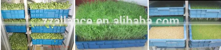 Low Price 100kg/day Hydroponic Fodder Sprouting Machine