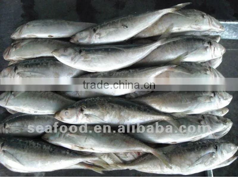 Whole round frozen horse Mackerel on sale