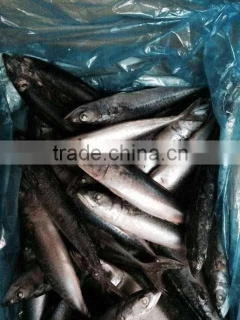 Frozen Pacific Mackerel Fish Whole Round