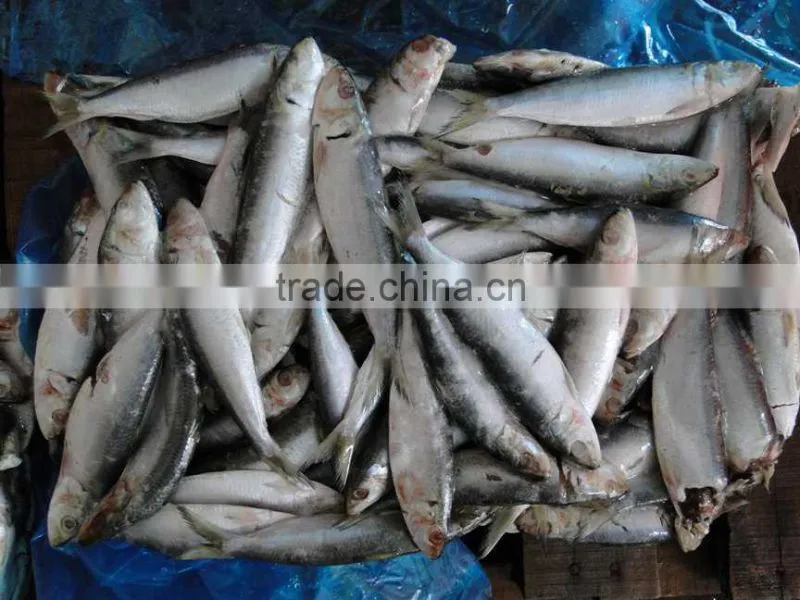 Chinese Frozen Sardine Fish