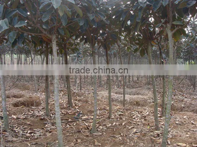 Ficus elastica landscaping trees