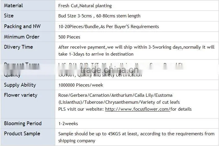 Mother's Day Gifts Fresh Carnation Flower High Quality Fresh Cut Carnation Wholesale From Yunnan