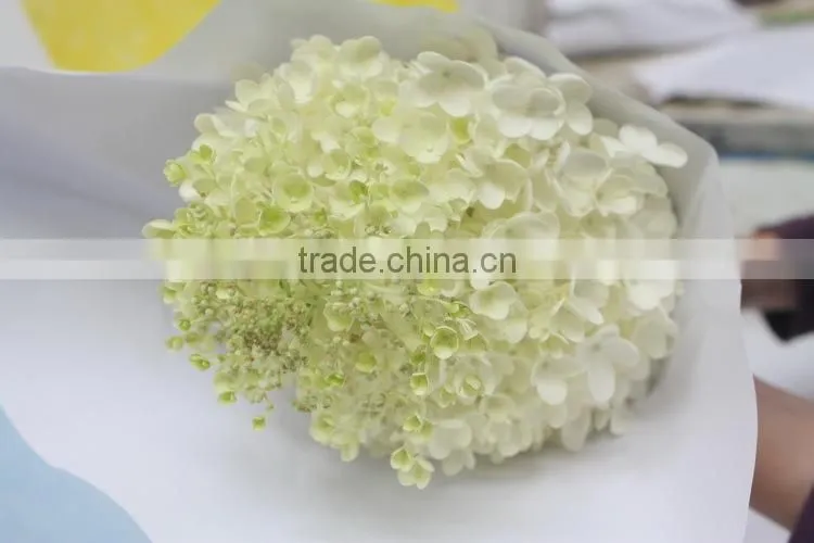 Elegant in smell hot-sale hydrangea flower for sale