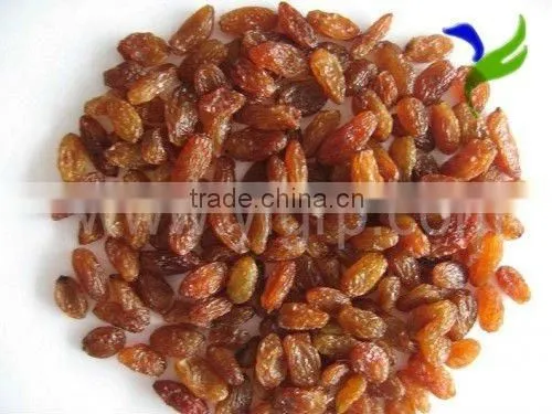 seedless sultana raisin
