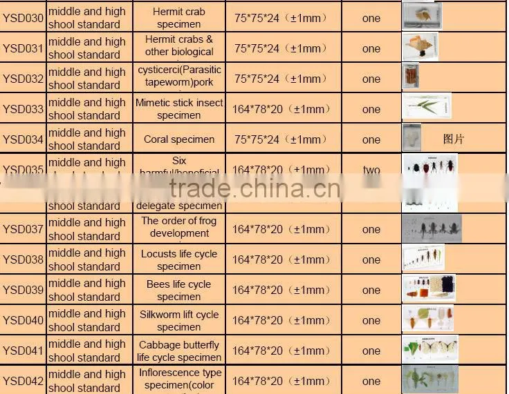 3D primary school standard specimen for biology teaching