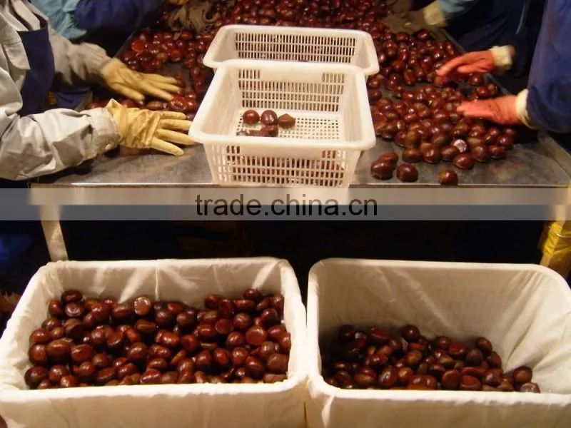 fresh chestnuts of 2016