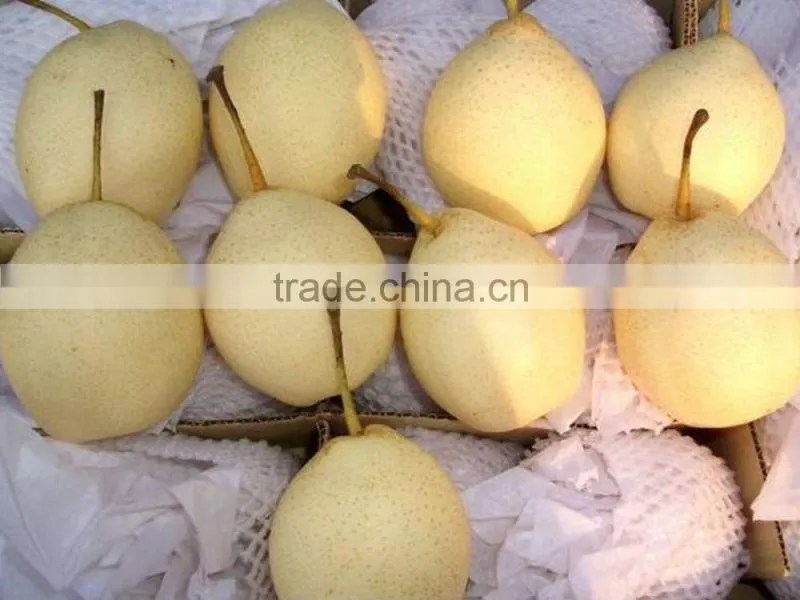 New crop ya pear of China fruit with best quality