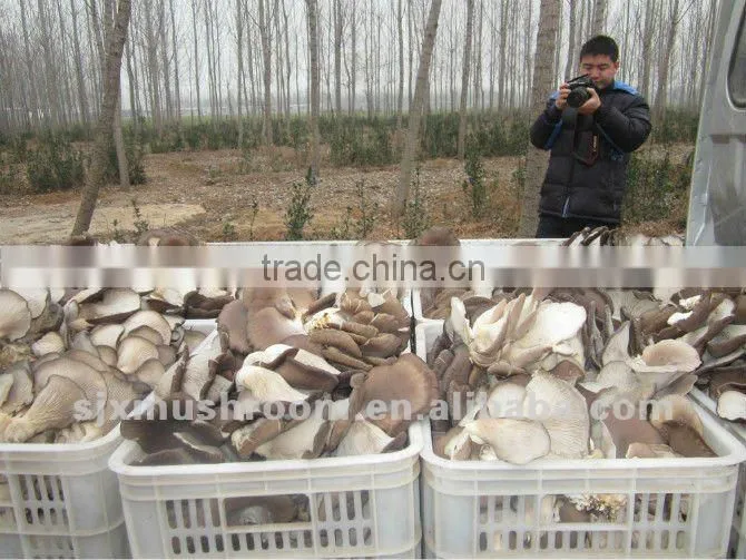 Organic oyster mushroom spawn
