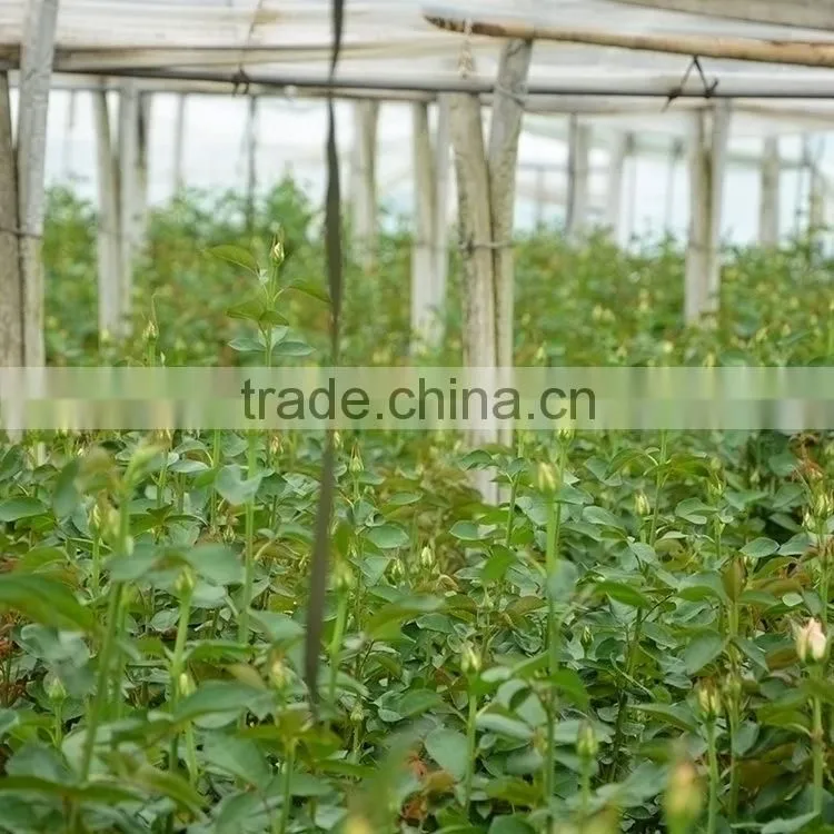 Fashionable Honey fresh cut gerbera flower