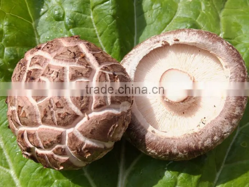 Best fresh organic shiitake mushroom export to south korea