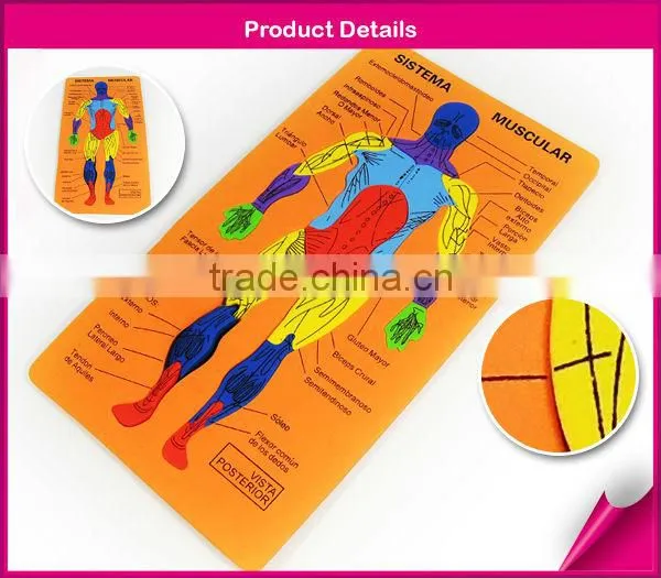 EVA foam puzzle(human digestive system&muscle)