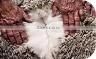 stylish merino wool sweater with raccoon fur