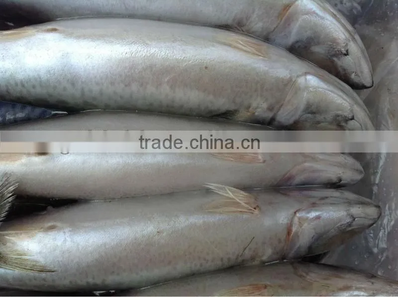 Grade A WR frozen mackerel 300-400g.
