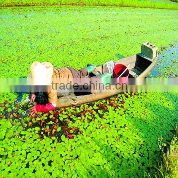 Fresh Vegetable Water Shield/Brasenia schreberi(2015 new)