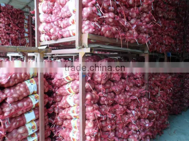 bulk new crop of onion harvest!