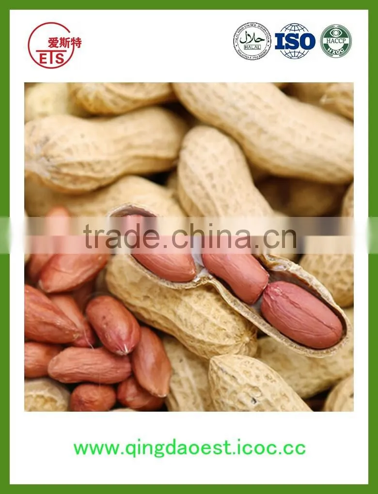 Peanut in shell