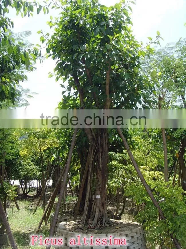Outdoor Landscaping tall Ornamental green decorative Plants